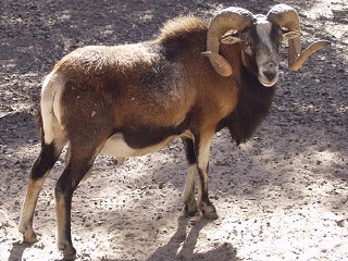 Rock Dove Ranch Texas Barbado sheep and Painted Desert sheep and Trophy Rams