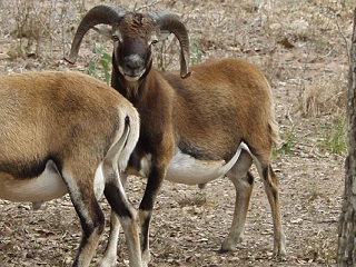 Rock Dove Ranch Texas Barbado sheep and Painted Desert sheep and Trophy Rams