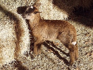 Rock Dove Ranch Texas Barbado sheep and Painted Desert sheep and Trophy Rams