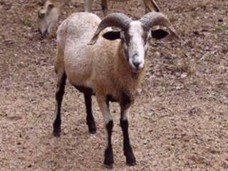 Rock Dove Ranch Texas Barbado sheep and Painted Desert sheep and Trophy Rams