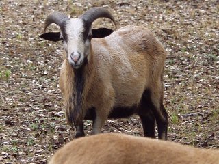 Rock Dove Ranch Texas Barbado sheep and Painted Desert sheep and Trophy Rams