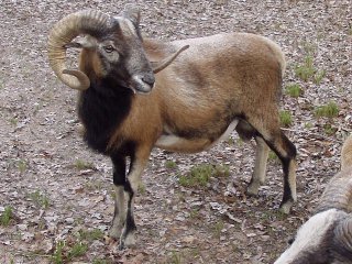 Rock Dove Ranch Texas Barbado sheep and Painted Desert sheep and Trophy Rams