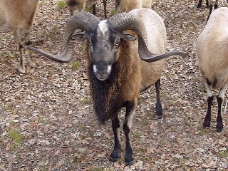 Rock Dove Ranch Texas Barbado sheep and Painted Desert sheep and Trophy Rams