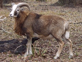 Rock Dove Ranch Texas Barbado sheep and Painted Desert sheep and Trophy Rams