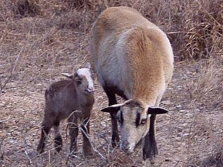 Rock Dove Ranch Texas Barbado sheep and Painted Desert sheep and Trophy Rams