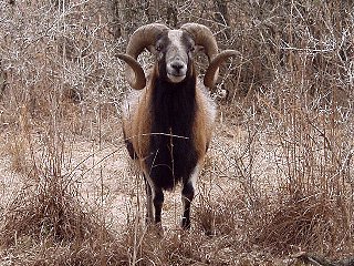 Rock Dove Ranch Texas Barbado sheep and Painted Desert sheep and Trophy Rams