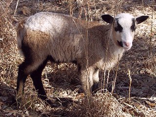 Rock Dove Ranch Texas Barbado sheep and Painted Desert sheep and Trophy Rams