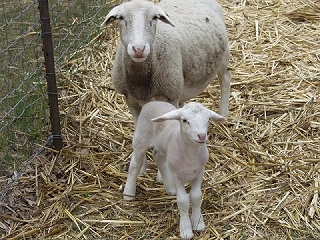 Rock Dove Ranch Texas Barbado sheep and Painted Desert sheep and Trophy Rams