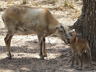 Rock Dove Ranch Texas Barbado sheep and Painted Desert sheep and Trophy Rams