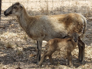 Rock Dove Ranch Texas Barbado sheep and Painted Desert sheep and Trophy Rams