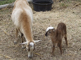 Rock Dove Ranch Texas Barbado sheep and Painted Desert sheep and Trophy Rams