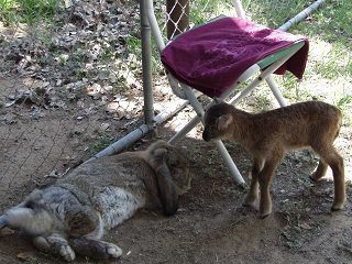 Rock Dove Ranch Texas Barbado sheep and Painted Desert sheep and Trophy Rams