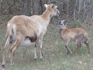 Rock Dove Ranch Texas Barbado sheep and Painted Desert sheep and Trophy Rams