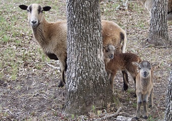 Rock Dove Ranch Texas Barbado sheep and Painted Desert sheep and Trophy Rams