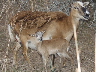 Rock Dove Ranch Texas Barbado sheep and Painted Desert sheep and Trophy Rams