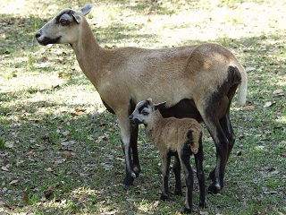 Rock Dove Ranch Texas Barbado sheep and Painted Desert sheep and Trophy Rams