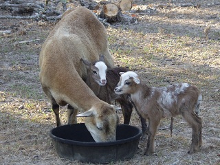 Rock Dove Ranch Texas Barbado sheep and Painted Desert sheep and Trophy Rams