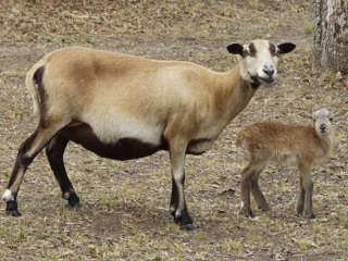 Rock Dove Ranch Texas Barbado sheep and Painted Desert sheep and Trophy Rams