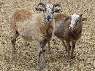 Rock Dove Ranch Texas Barbado sheep and Painted Desert sheep and Trophy Rams