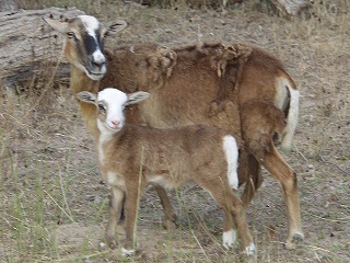 Rock Dove Ranch Texas Barbado sheep and Painted Desert sheep and Trophy Rams