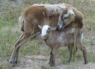 Rock Dove Ranch Texas Barbado sheep and Painted Desert sheep and Trophy Rams