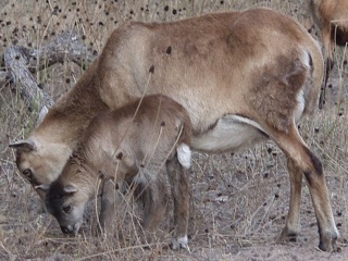 Rock Dove Ranch Texas Barbado sheep and Painted Desert sheep and Trophy Rams