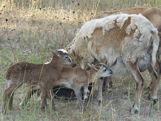 Rock Dove Ranch Texas Barbado sheep and Painted Desert sheep and Trophy Rams