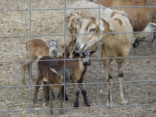 Rock Dove Ranch Texas Barbado sheep and Painted Desert sheep and Trophy Rams