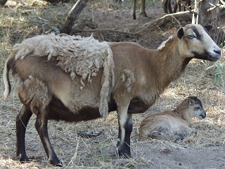 Rock Dove Ranch Texas Barbado sheep and Painted Desert sheep and Trophy Rams