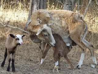 Rock Dove Ranch Texas Barbado sheep and Painted Desert sheep and Trophy Rams