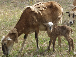 Rock Dove Ranch Texas Barbado sheep and Painted Desert sheep and Trophy Rams