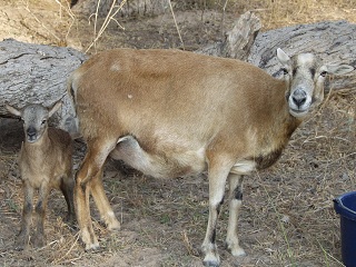 Rock Dove Ranch Texas Barbado sheep and Painted Desert sheep and Trophy Rams