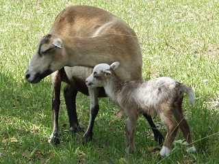 Rock Dove Ranch Texas Barbado sheep and Painted Desert sheep and Trophy Rams