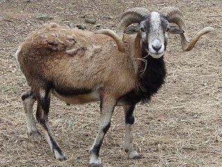 Rock Dove Ranch Texas Barbado sheep and Painted Desert sheep and Trophy Rams