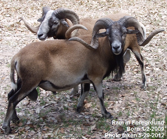 Rock Dove Ranch Texas Barbado sheep and Painted Desert sheep and Trophy Rams