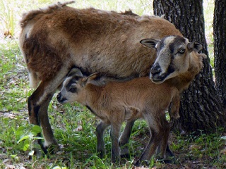 Rock Dove Ranch Texas Barbado sheep and Painted Desert sheep and Trophy Rams