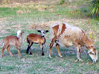 Rock Dove Ranch Texas Barbado sheep and Painted Desert sheep and Trophy Rams