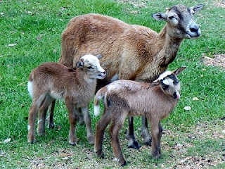 Rock Dove Ranch Texas Barbado sheep and Painted Desert sheep and Trophy Rams