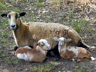 Rock Dove Ranch Texas Barbado sheep and Painted Desert sheep and Trophy Rams