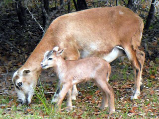 Rock Dove Ranch Texas Barbado sheep and Painted Desert sheep and Trophy Rams