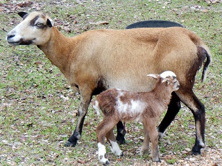 Rock Dove Ranch Texas Barbado sheep and Painted Desert sheep and Trophy Rams