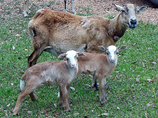 Rock Dove Ranch Texas Barbado sheep and Painted Desert sheep and Trophy Rams