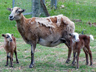 Rock Dove Ranch Texas Barbado sheep and Painted Desert sheep and Trophy Rams