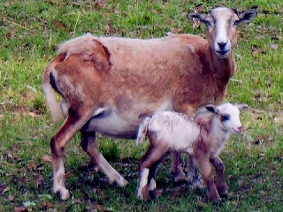 Rock Dove Ranch Texas Barbado sheep and Painted Desert sheep and Trophy Rams