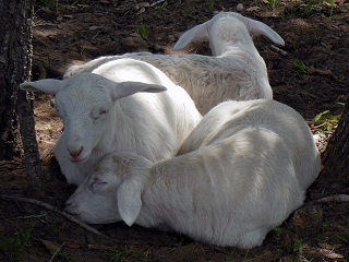 Rock Dove Ranch Texas Barbado sheep and Painted Desert sheep and Trophy Rams