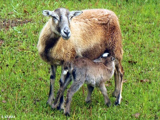 Rock Dove Ranch Texas Barbado sheep and Painted Desert sheep and Trophy Rams