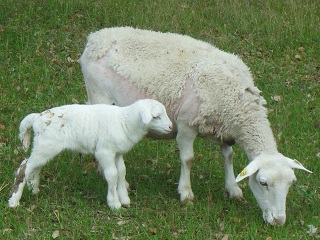 Rock Dove Ranch Texas Barbado sheep and Painted Desert sheep and Trophy Rams