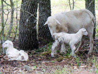 Rock Dove Ranch Texas Barbado sheep and Painted Desert sheep and Trophy Rams