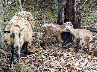 Rock Dove Ranch Texas Barbado sheep and Painted Desert sheep and Trophy Rams