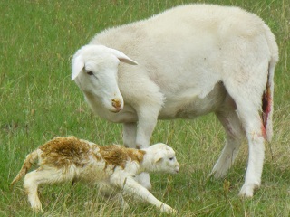 Rock Dove Ranch Texas Barbado sheep and Painted Desert sheep and Trophy Rams